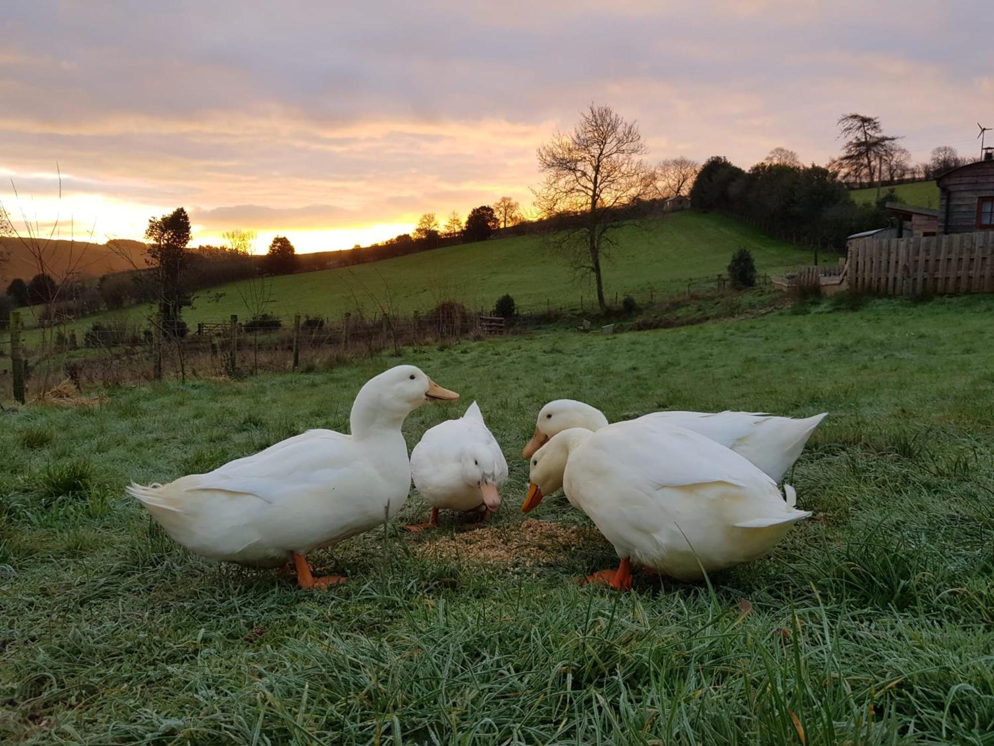 Hobley House Holiday Craven Arms Exteriér fotografie
