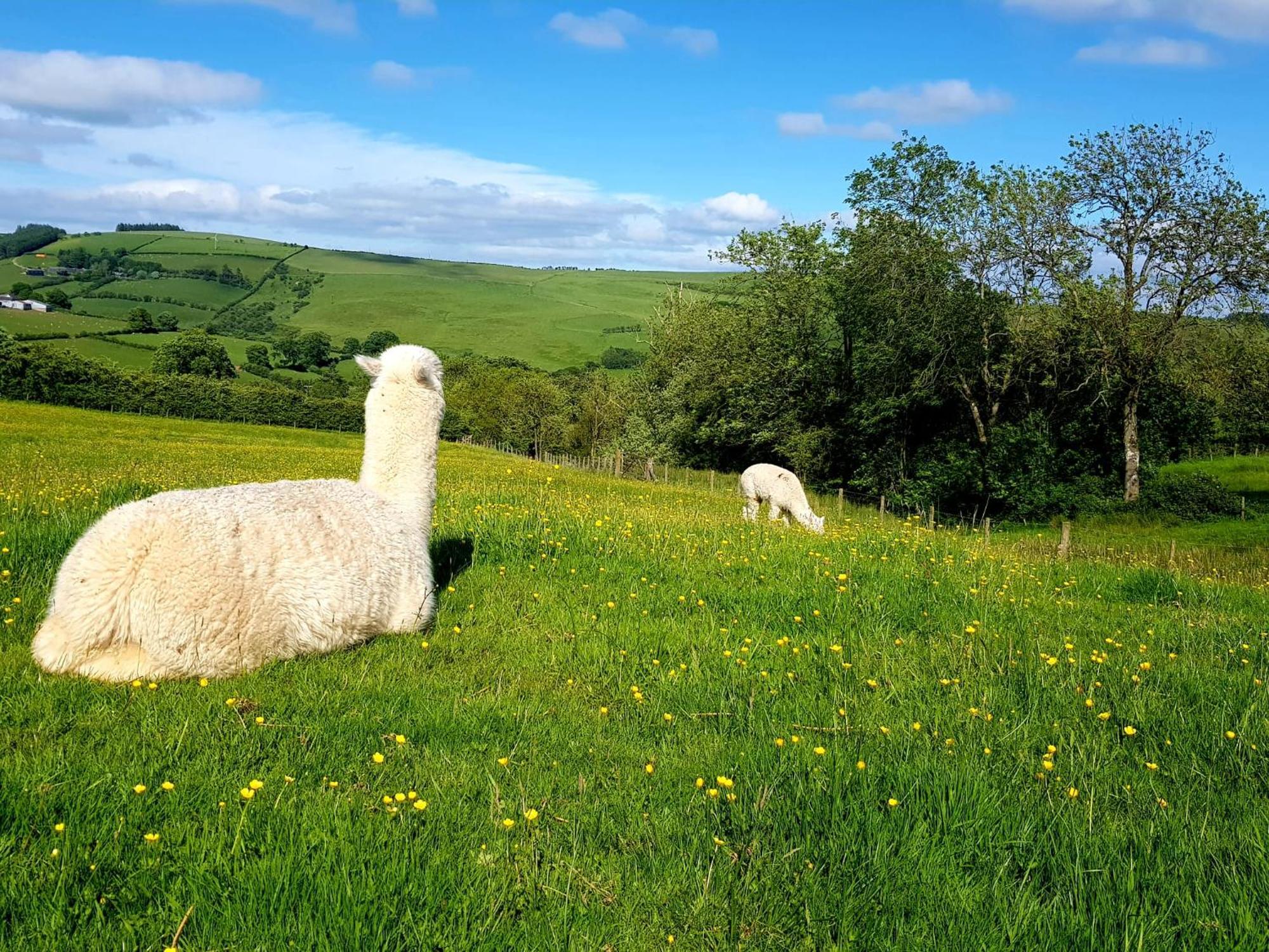 Hobley House Holiday Craven Arms Exteriér fotografie